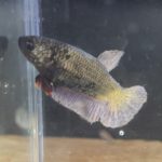 betta142