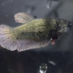 betta142