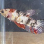 betta140