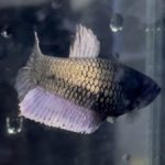 betta142