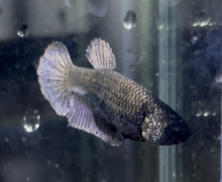 betta142