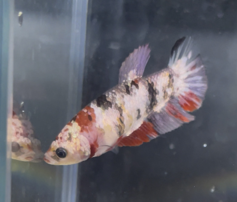 betta140