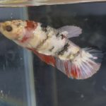 betta140