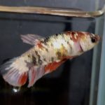 betta140