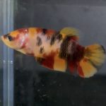 betta141