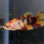 betta141
