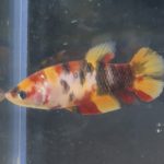 betta141