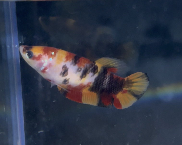 betta141