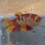 betta141
