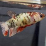 betta140