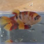 betta141