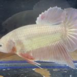 betta136