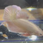 betta136