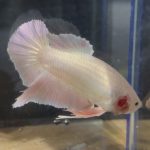 betta136