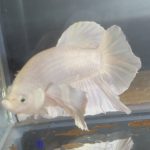 betta143