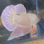 betta136