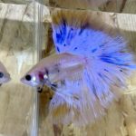 betta138