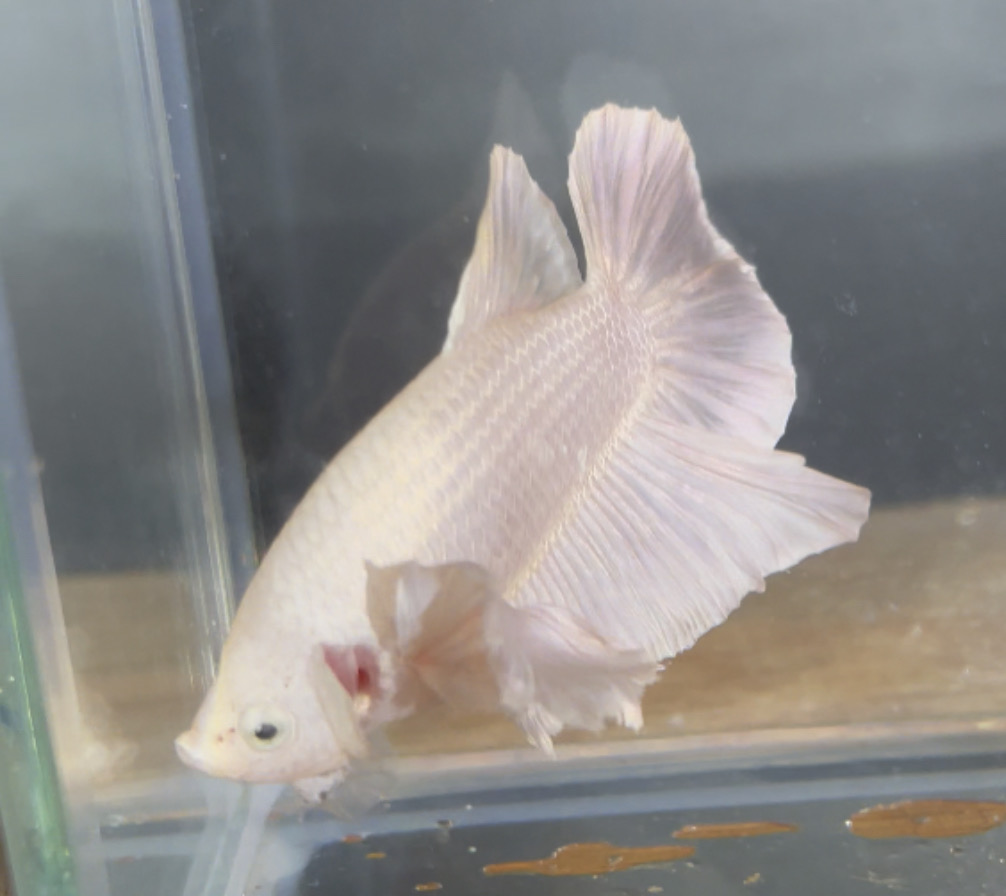betta143