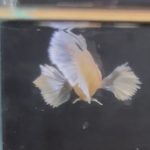 betta139