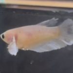 betta139