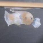 betta139