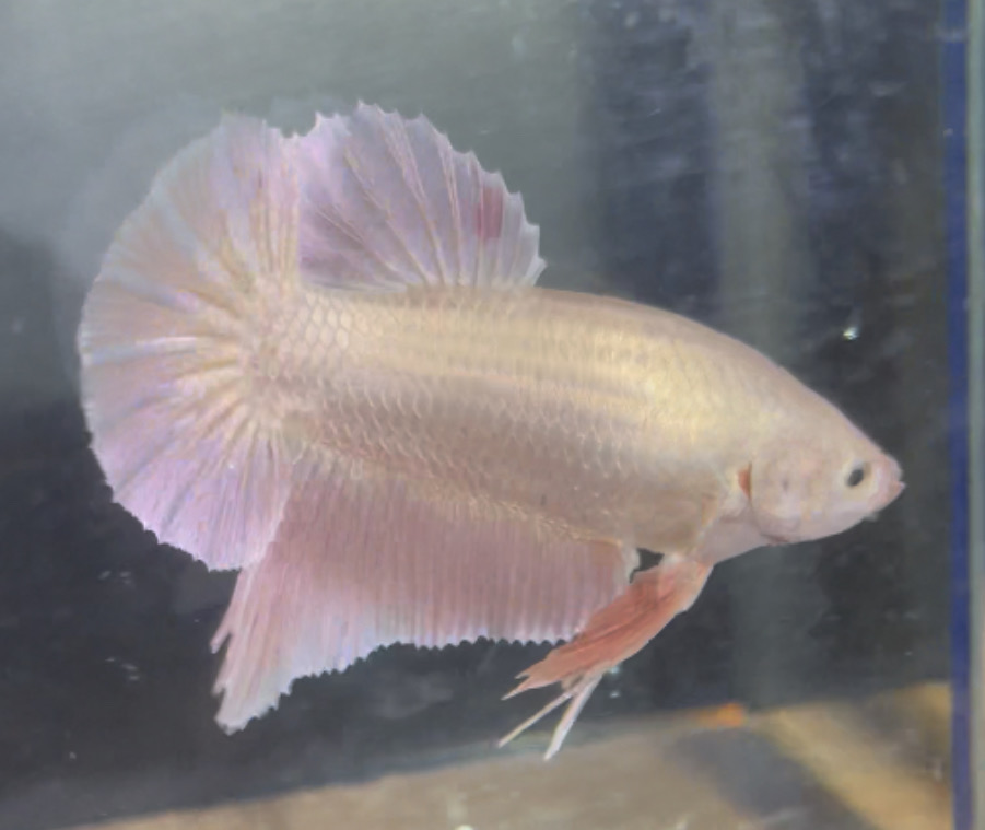 betta136