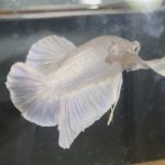 betta143