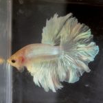 betta137