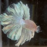 betta137