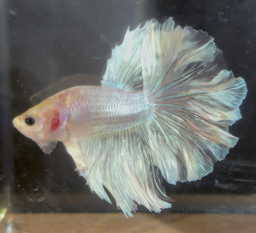 betta137