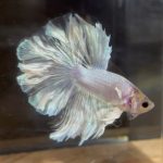 betta137