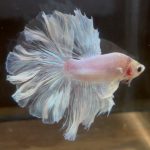 betta137