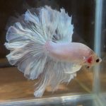 betta137