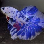 betta148