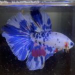 betta148