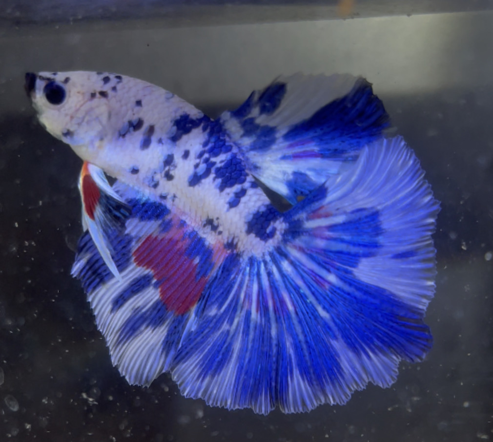 betta148