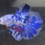 betta148