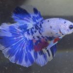 betta148