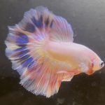 betta146