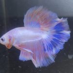 betta146