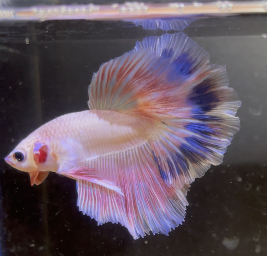 betta146