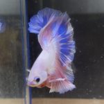 betta146