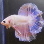 betta146