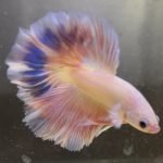 betta146