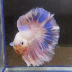 betta146