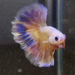betta146