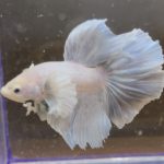 betta149