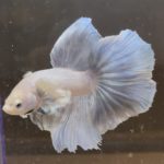 betta149
