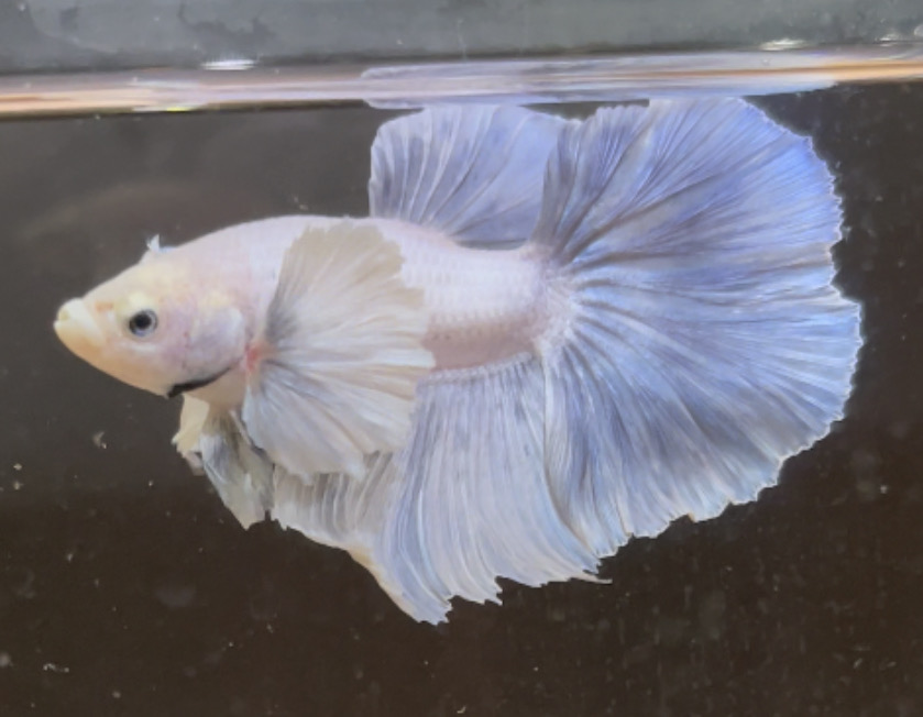 betta149