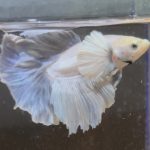 betta149